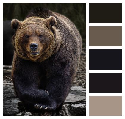 Brown Bear Bear Predator Image